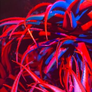 Meet your Posher, Natoiya